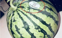 网红吃瓜香菜,网友直呼“太香了”！